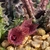 Huernia whitesloaneana