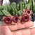 Huernia zebrina ssp zebrina cl01
