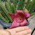 Tavaresia barkllyi x Stapelia sp - comprar online