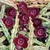 Stapelianthus hardyi cl02 - comprar online