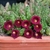 Huernia humpatana - comprar online