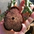 Edithcolea grandis var baylissiana é a única do gênero com galhos quadrados, contendo apenas 4 costelas.