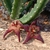 Stapelia cedrimontana
