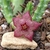 Stapelia paniculata ssp scitula (striata)