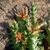 Orbea cucullata