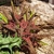Orbea lutea ssp vaga (cl01)
