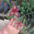 Stapelia gettleffii x Stapelia hirsuta cl02