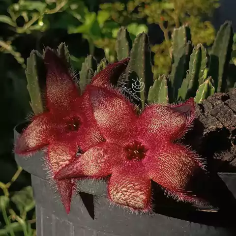 Stapelia grandiflora var grandiflora