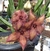 Stapelia hirsuta var tsomoensis
