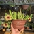 Stapelia unicornis