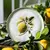 Prato Raso Toscana - loja online