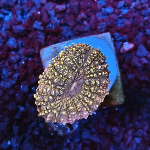 LOBOPHYLLIA GOLD (Lobophyllia corymbosa)