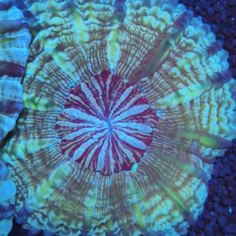 CYNARINA COLORS AUS (Cynarina Lacrimalis)