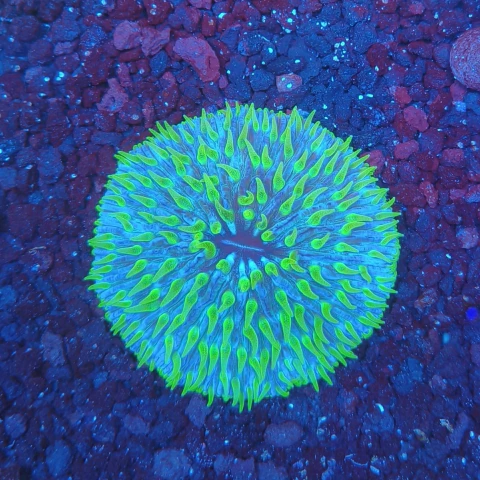 PLATE SHORT TENTACLE BLUE GREEN AUS (Fingia spp.)