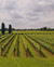 VINHO BRANCO TRAMINER AROMATICO IGT na internet