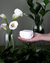 Kit Difusor Elétrico + Essência Concentrada de Lemongrass Intense - The Candle Store | Velas Aromáticas, Home Sprays e Difusores de Ambientes