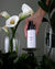 Travel Spray Lemongrass Intense 60ml na internet