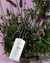 Travel Spray Lavanda Francesa 60ml na internet