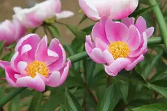 AROMATIZANTE AMBIENTAL PEONÍA Y SÁNDALO - Olivana - Beauty Estética 
