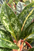 Aglaonema Indiana Queen, Black Friday - comprar online