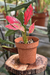 Aglaonema Pink Star, Black Friday - comprar online