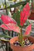 Aglaonema Pink Star, Black Friday na internet