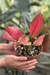 Aglaonema Pink Star, Black Friday