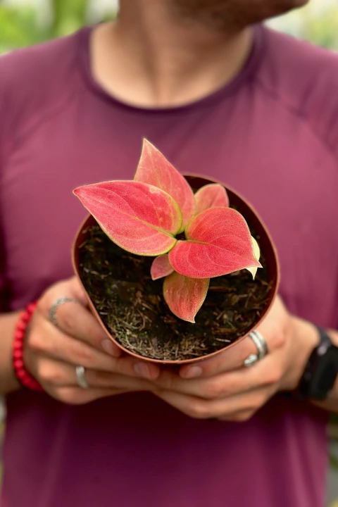 Aglaonema Ruby - comprar online