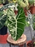 Alocasia Frydek Albo Variegata G, Exemplar único - Araceales