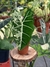 Alocasia Frydek Albo Variegata G, Exemplar único - comprar online