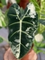 Imagem do Alocasia Frydek Albo Variegata G, Exemplar único