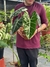 Alocasia Frydek Albo Variegata G, Exemplar único