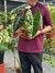 Alocasia Frydek Albo Variegata G, Exemplar único - comprar online