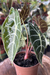 Alocasia Suhirmaniana P na internet