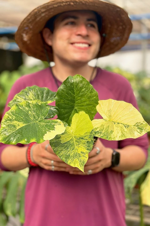 Alocasia Odora Aurea Variegata, pote 15 - comprar online