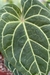 Anthurium Botanic Selecionado 02 - comprar online