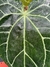 Anthurium Botanic Selecionado 07 - comprar online