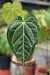 Anthurium Botanic Selecionado 09 - loja online