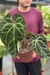 Anthurium Botanic Selecionado 14 - comprar online