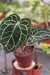 Anthurium Botanic Selecionado 18 - comprar online