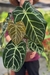 Anthurium Botanic Selecionado 17 - comprar online