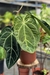 Anthurium Botanic Selecionado 19 - loja online