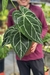 Anthurium Botanic Selecionado 20 - comprar online