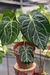 Anthurium Botanic Selecionado 21 - Araceales