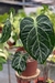 Imagem do Anthurium Botanic Selecionado 21