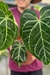 Anthurium Botanic Selecionado 21 - comprar online