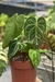 Imagem do Anthurium Botanic Selecionado 27