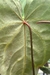 Anthurium Botanic Selecionado 27 - comprar online