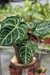 Anthurium Botanic Selecionado 28 - Araceales