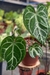 Anthurium Botanic Selecionado 29 - loja online